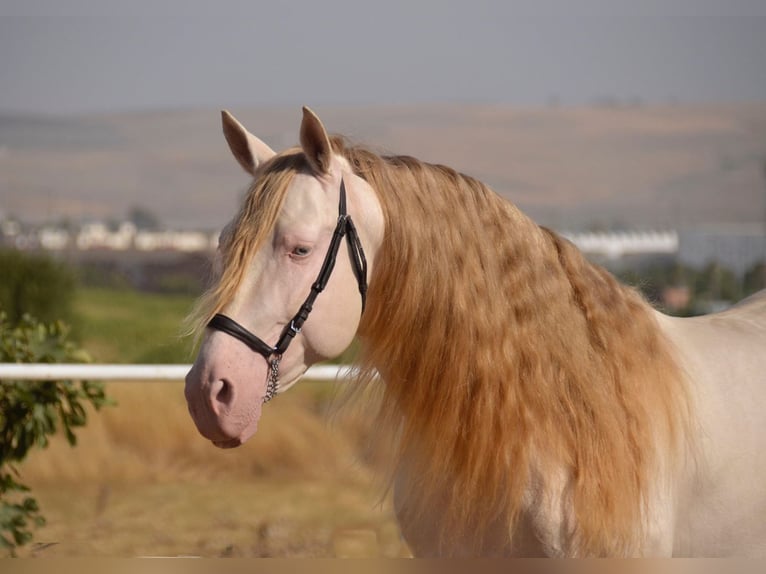 PRE Stallion 12 years 15,2 hh Cremello in Estepona