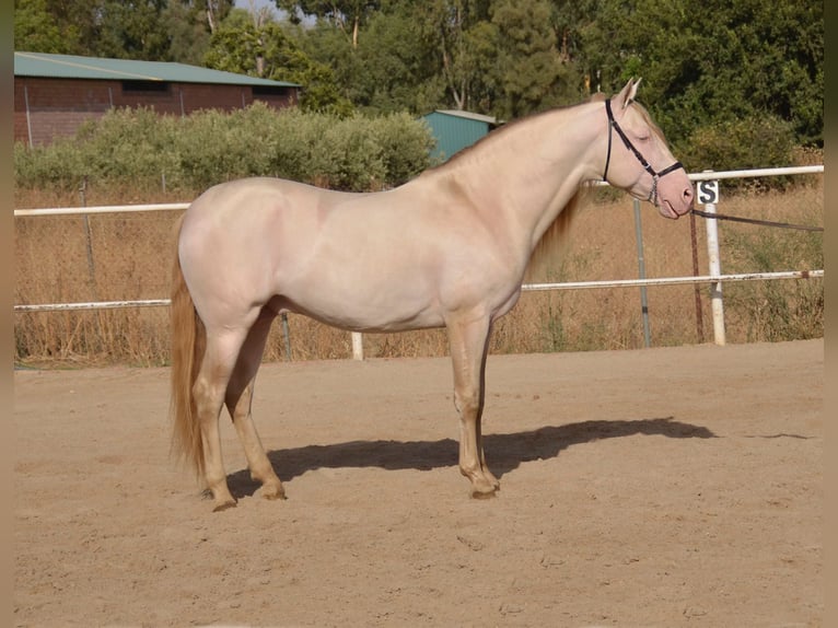 PRE Stallion 12 years 15,2 hh Cremello in Estepona
