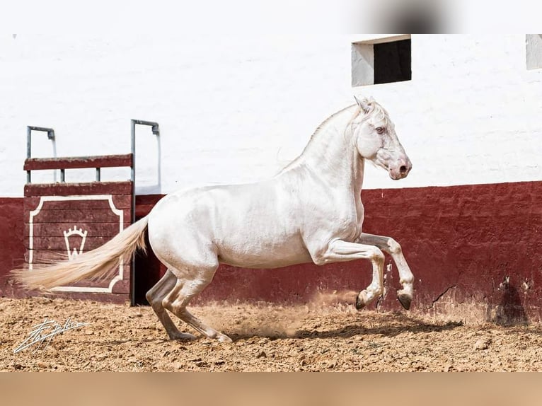 PRE Stallion 12 years 15,2 hh Cremello in La Puebla Del Rio