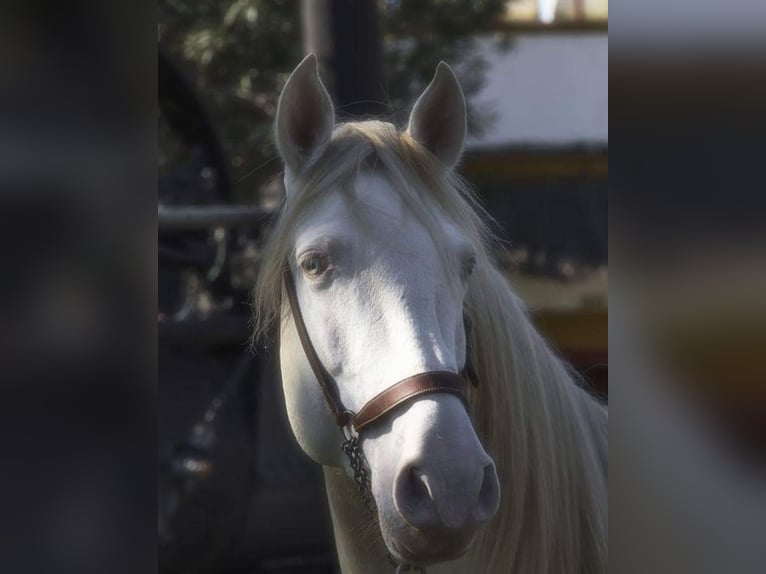 PRE Stallion 12 years 15,2 hh Cremello in La Puebla Del Rio