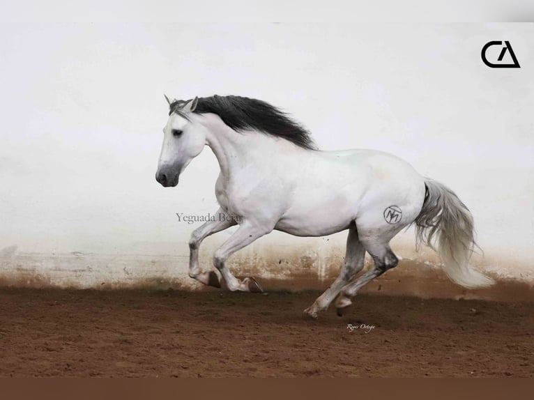 PRE Stallion 12 years 15.2 hh Grey in Puerto Lumbreras