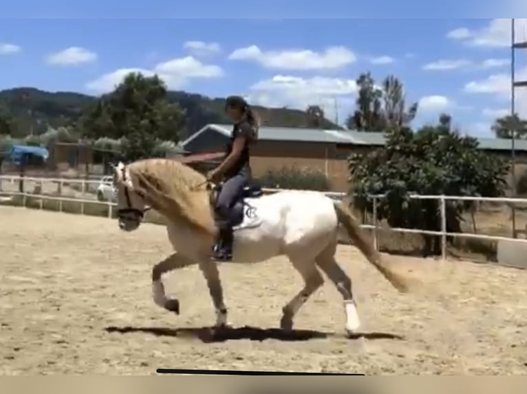 PRE Stallion 12 years 15,2 hh Perlino in Galaroza (Huelva)