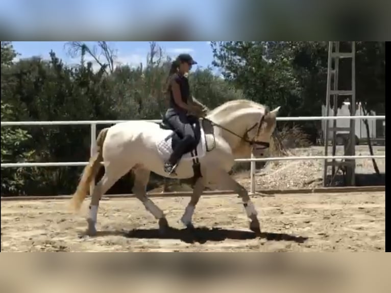 PRE Stallion 12 years 15,2 hh Perlino in Galaroza (Huelva)