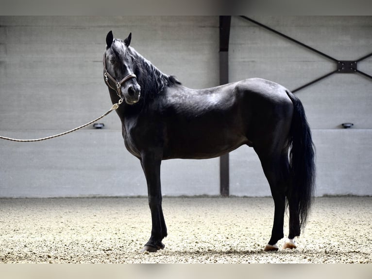 PRE Mix Stallion 12 years 15,3 hh Black in Courrière