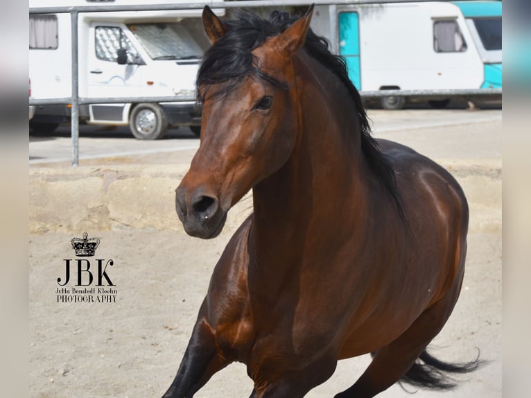 PRE Mix Stallion 12 years 15.3 hh Brown in Tabernas Almeria