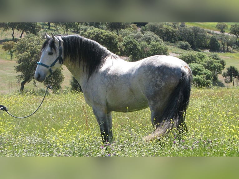 PRE Mix Stallion 12 years 15,3 hh Gray in NAVAS DEL MADRONO