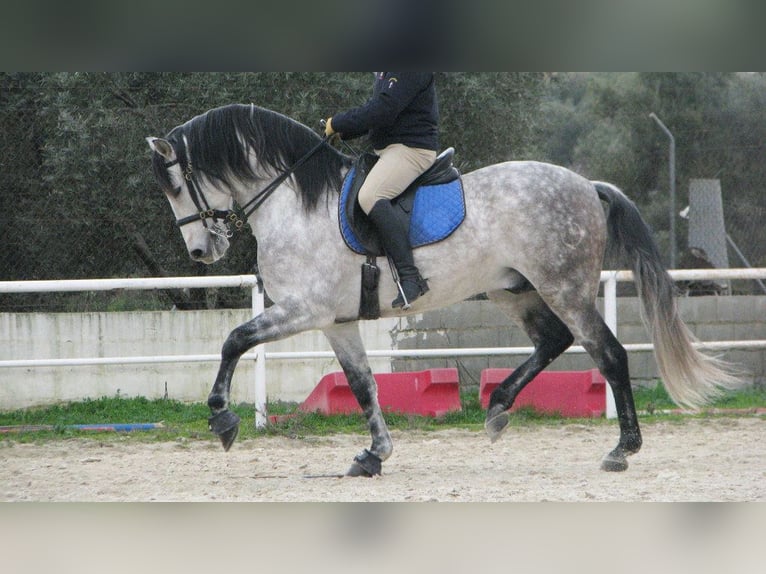 PRE Mix Stallion 12 years 15,3 hh Gray in NAVAS DEL MADRONO