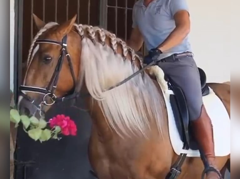 PRE Mix Stallion 12 years 15,2 hh Palomino in Martfeld