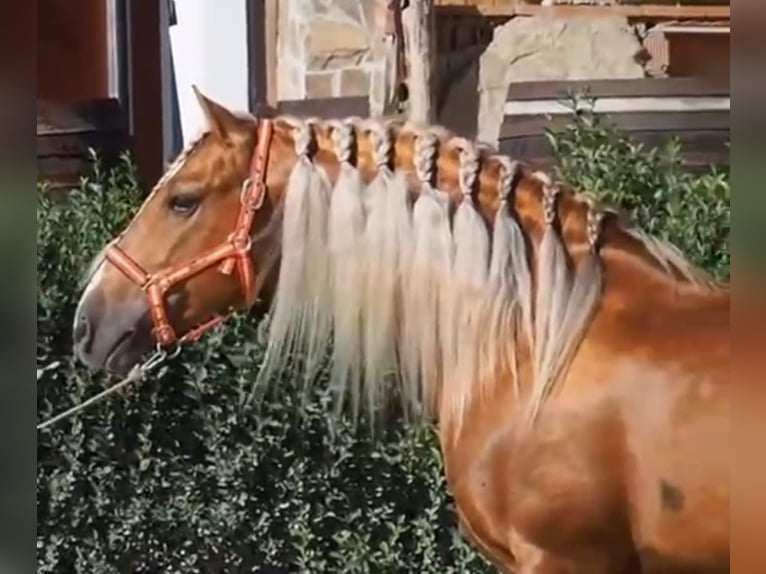 PRE Mix Stallion 12 years 15,2 hh Palomino in Martfeld