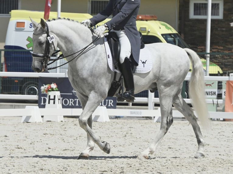 PRE Mix Stallion 12 years 15,3 hh Grey in NAVAS DEL MADRONO