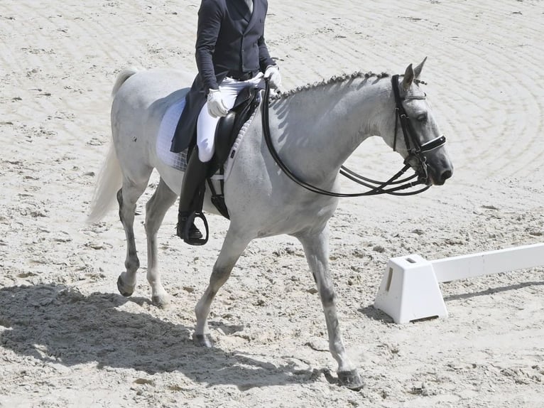 PRE Mix Stallion 12 years 15,3 hh Grey in NAVAS DEL MADRONO