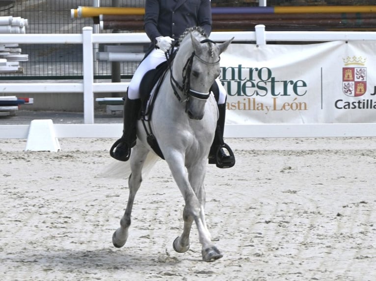 PRE Mix Stallion 12 years 15,3 hh Grey in NAVAS DEL MADRONO