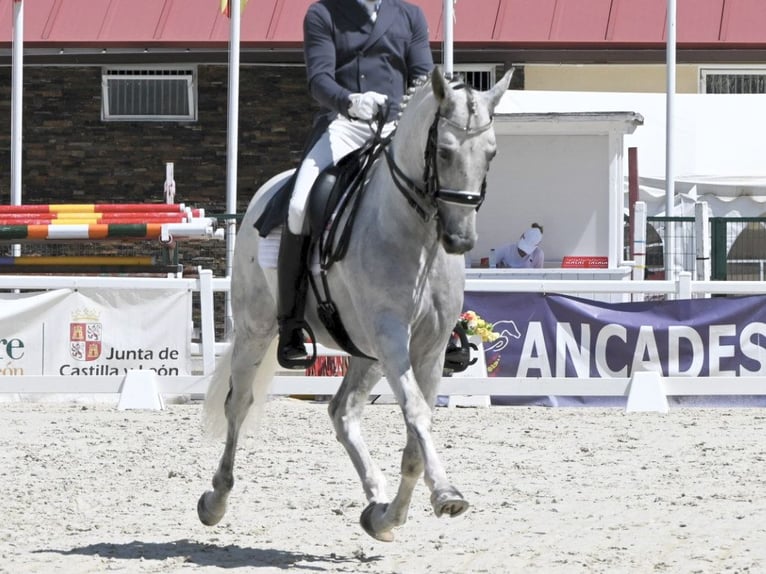PRE Mix Stallion 12 years 15,3 hh Grey in NAVAS DEL MADRONO