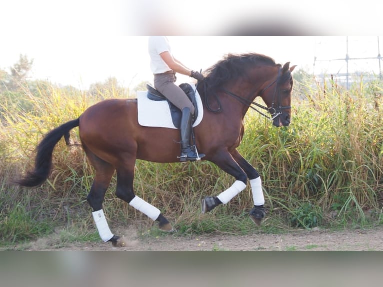 PRE Stallion 12 years 16,1 hh Bay in navas del madrono