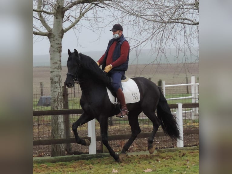 PRE Mix Stallion 12 years 16,1 hh Black in Madrid