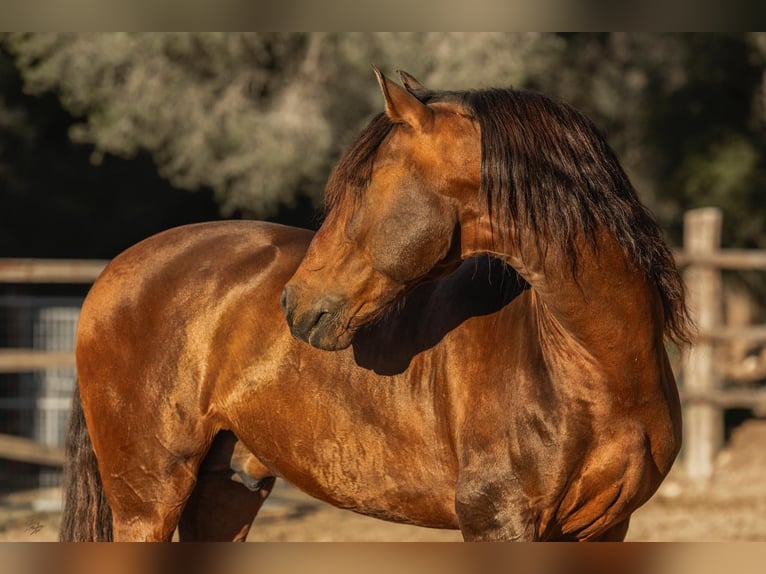 PRE Stallion 12 years 16.1 hh Brown in El Catllar