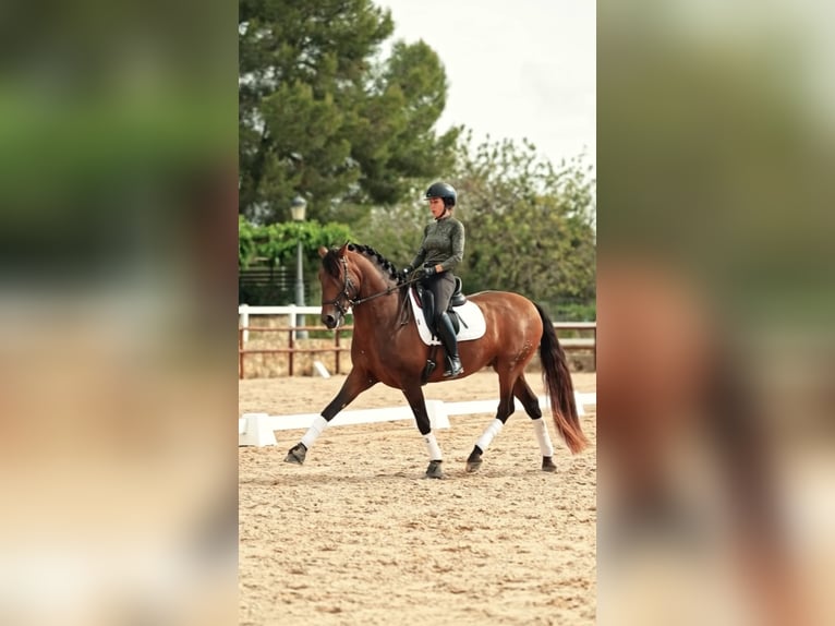 PRE Stallion 12 years 16.1 hh Brown in El Catllar