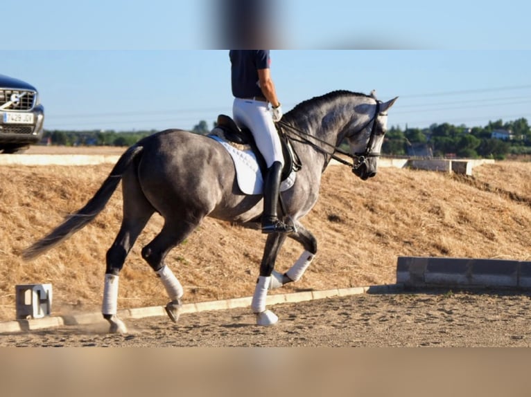 PRE Mix Stallion 12 years 16,1 hh Gray in navas del madrono