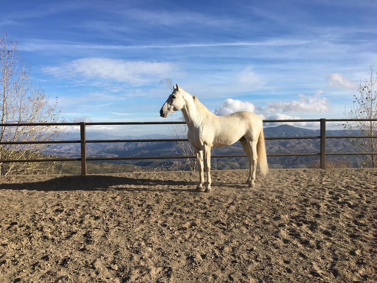 PRE Stallion 12 years 16,1 hh Gray in Bérchules