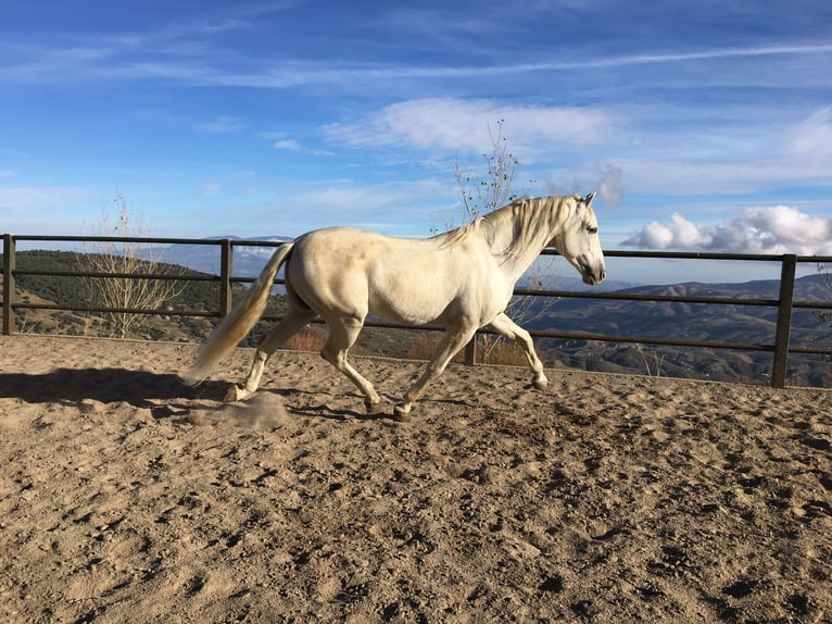PRE Stallion 12 years 16,1 hh Gray in Bérchules