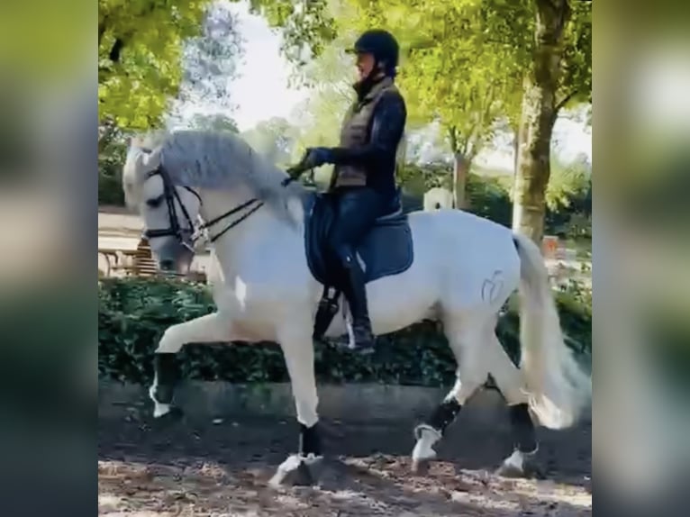 PRE Stallion 12 years 16.1 hh Grey-Dapple in Sottrum