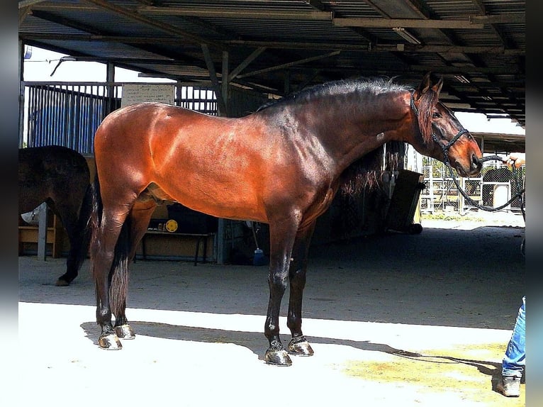 PRE Mix Stallion 12 years 16.2 hh Bay-Dark in Martfeld