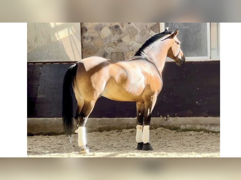 PRE Mix Stallion 12 years 16,2 hh Bay in NAVAS DEL MADRONO