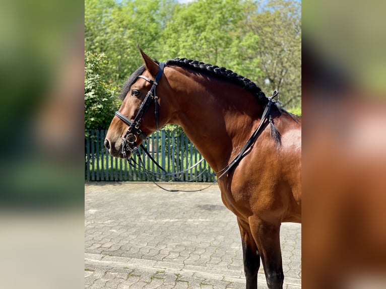 PRE Stallion 12 years 16.2 hh Brown in Roßdorf