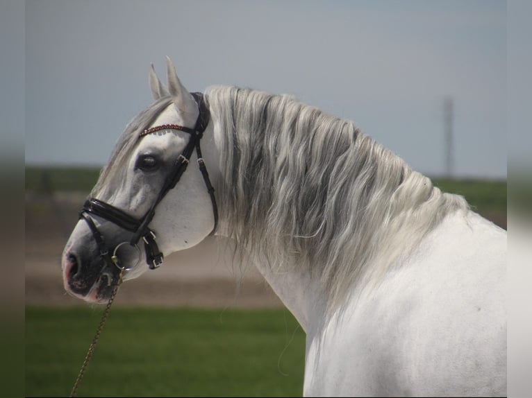 PRE Stallion 12 years 16 hh Gray in Zolling