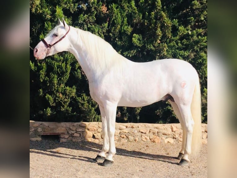 PRE Mix Stallion 12 years 16 hh Gray in Alicante