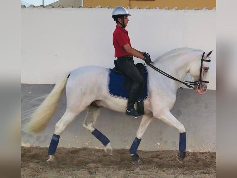 PRE Mix Stallion 12 years 16 hh Gray in Alicante