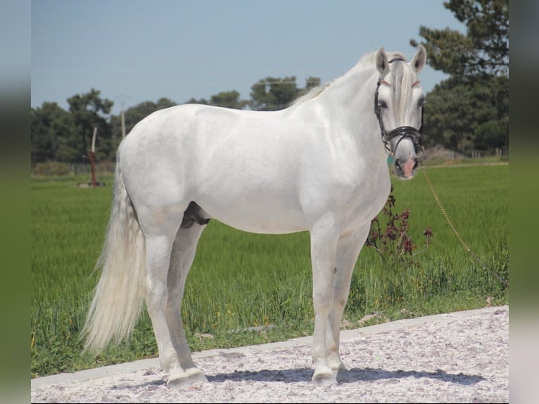 PRE Stallion 12 years 16 hh Gray in Zolling