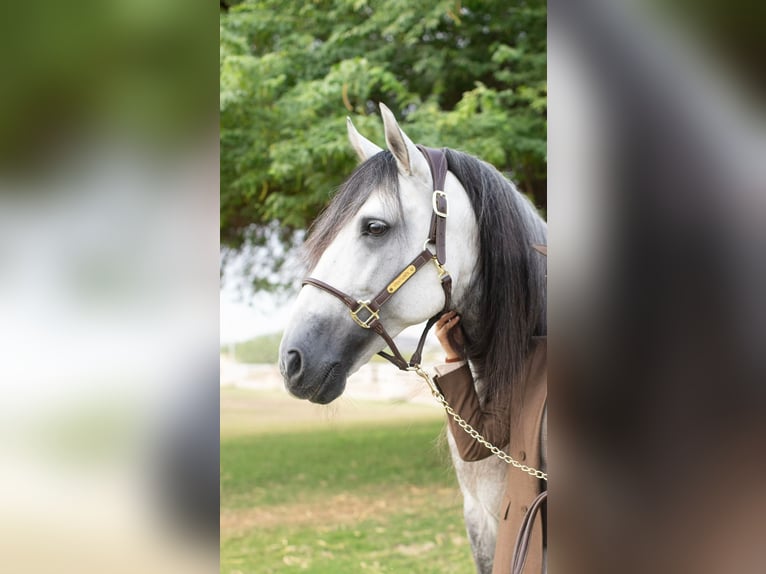PRE Mix Stallion 12 years 16 hh Grey in Thyrow
