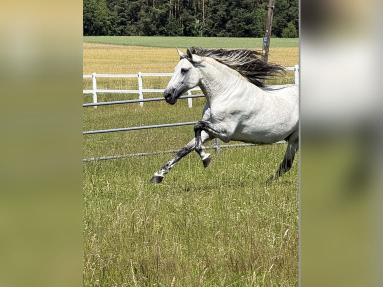 PRE Stallion 12 years 16 hh Grey in Gdansk