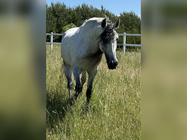 PRE Stallion 12 years 16 hh Grey in Gdansk