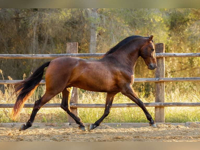 PRE Stallion 12 years 16,1 hh Brown in El Catllar