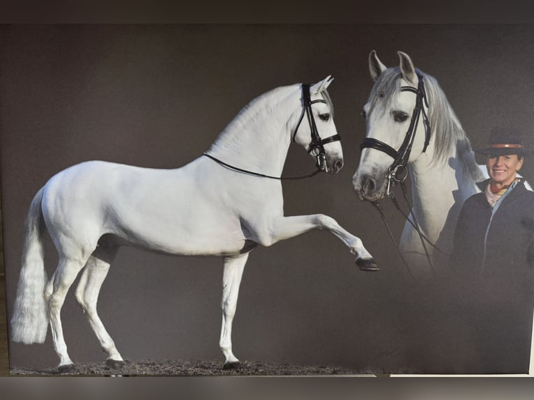 PRE Stallion 12 years 16,1 hh Grey-Dapple in Sottrum