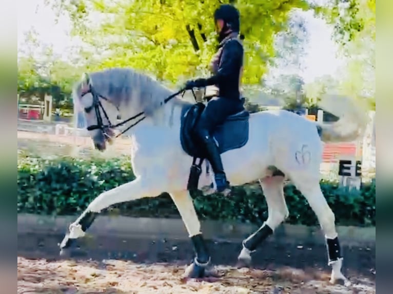PRE Stallion 12 years 16,1 hh Grey-Dapple in Sottrum