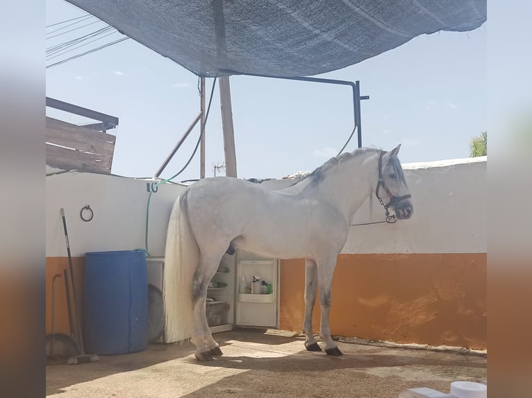PRE Mix Stallion 12 years 16,1 hh Grey in Malaga
