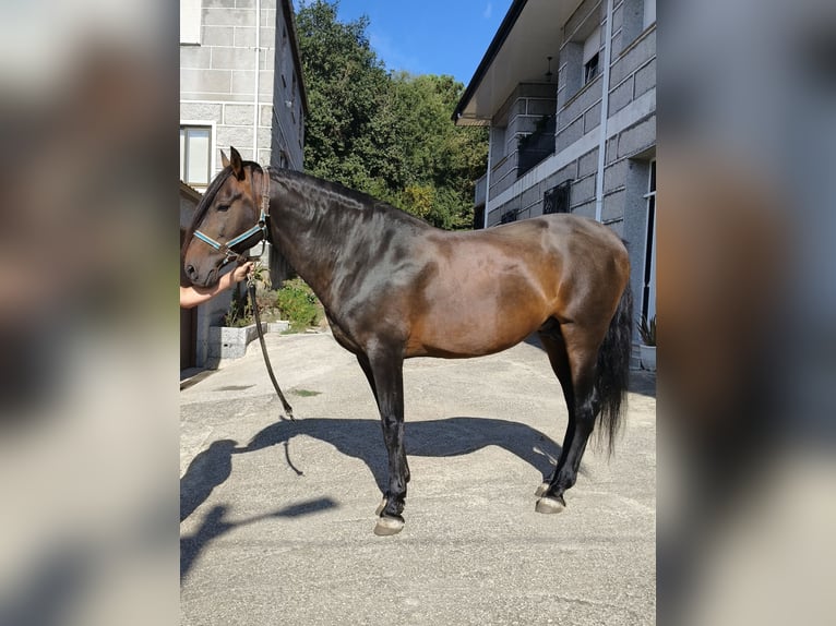 PRE Mix Stallion 12 years 16,2 hh Bay-Dark in Melon