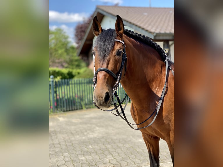 PRE Stallion 12 years 16,2 hh Brown in Roßdorf