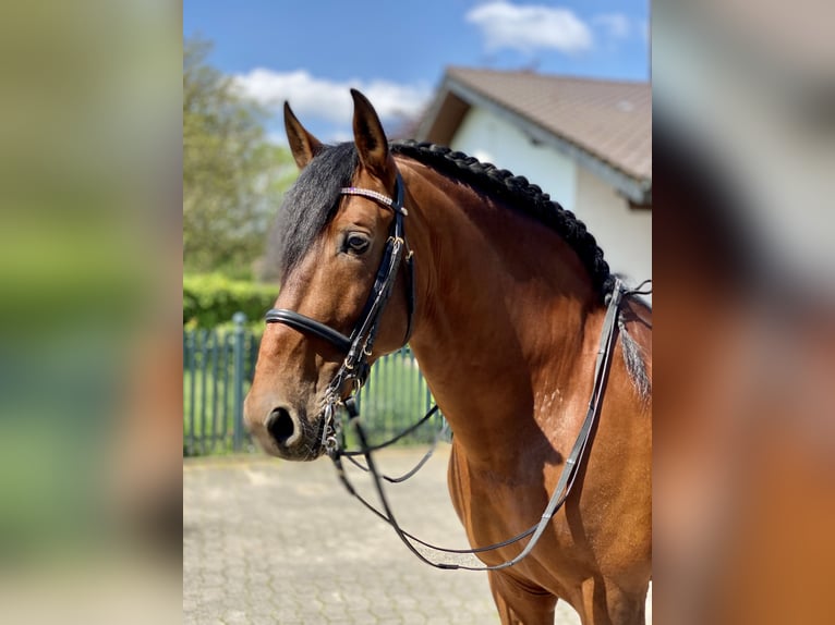 PRE Stallion 12 years 16,2 hh Brown in Roßdorf