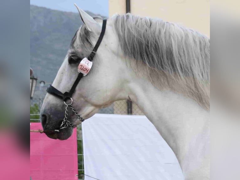 PRE Mix Stallion 12 years 16,2 hh Grey in MADRID