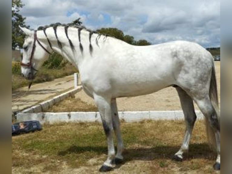 PRE Mix Stallion 12 years 16,2 hh Grey in MADRID