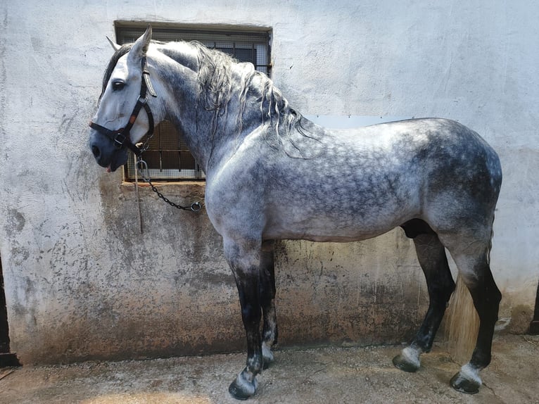 PRE Stallion 12 years 17.2 hh Grey in Balsapintada
