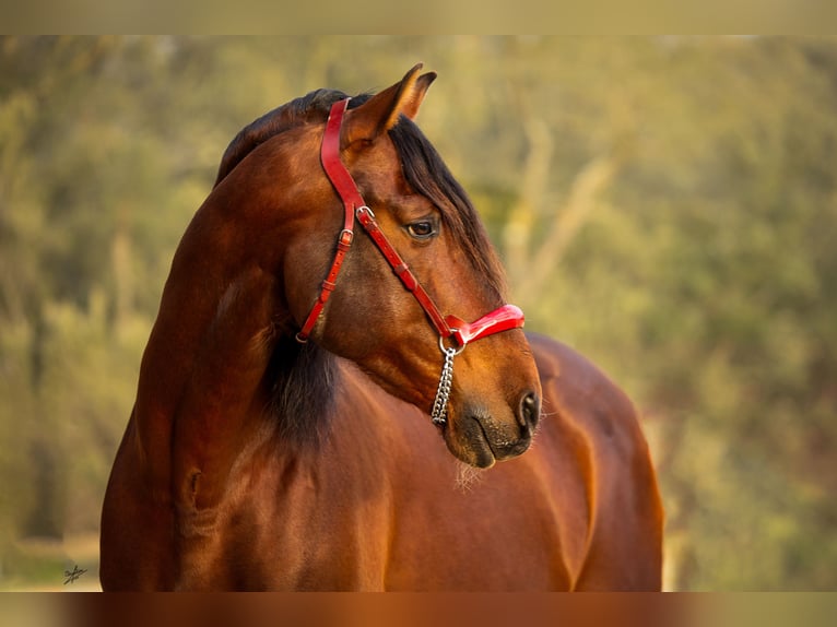 PRE Stallion 12 years 17 hh Bay-Dark in Barcelona
