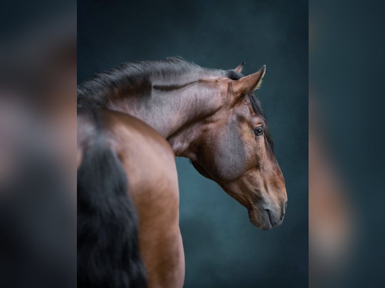 PRE Stallion 12 years 17 hh Bay-Dark in Barcelona