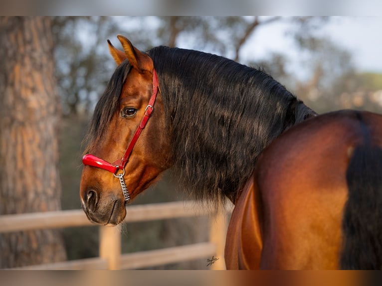 PRE Stallion 12 years 17 hh Bay-Dark in Barcelona