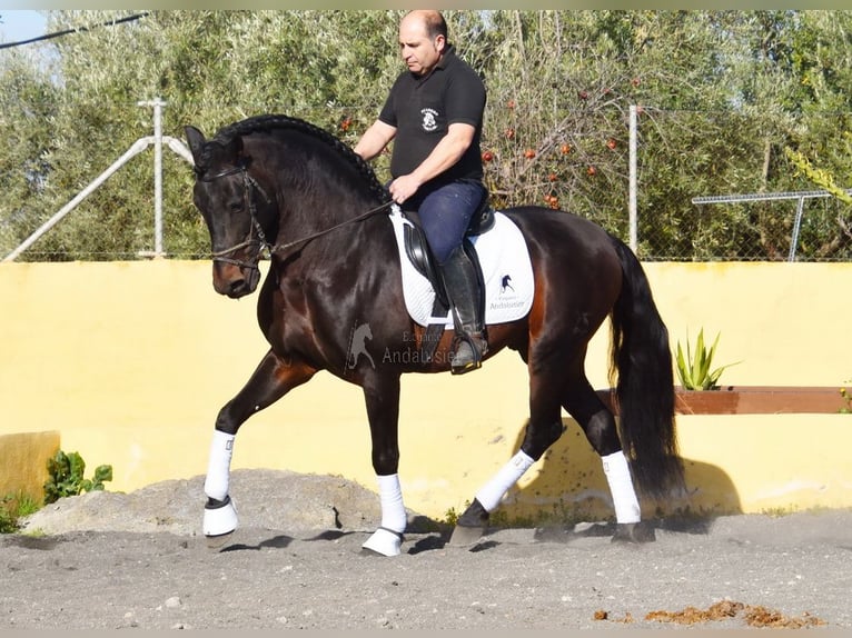 PRE Mix Stallion 12 years Bay-Dark in Provinz Granada