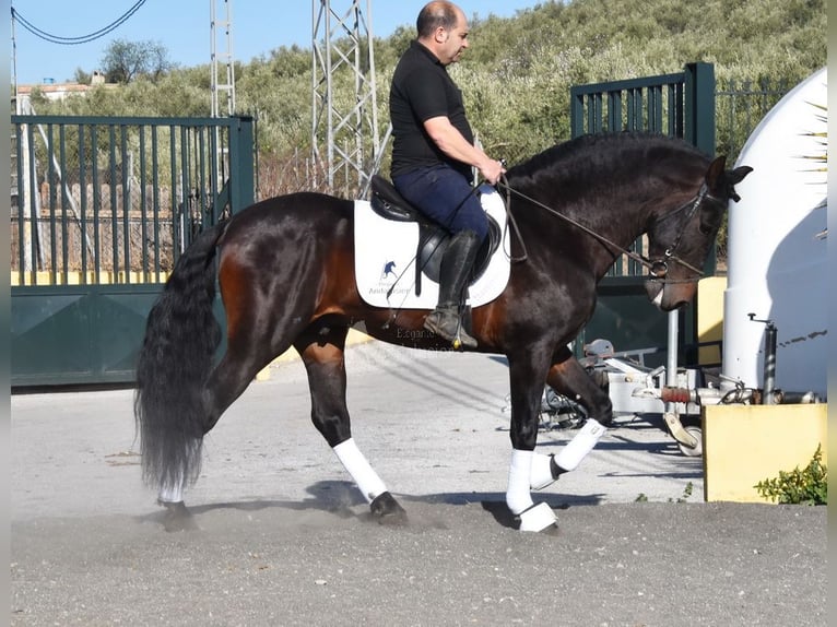 PRE Mix Stallion 12 years Bay-Dark in Provinz Granada